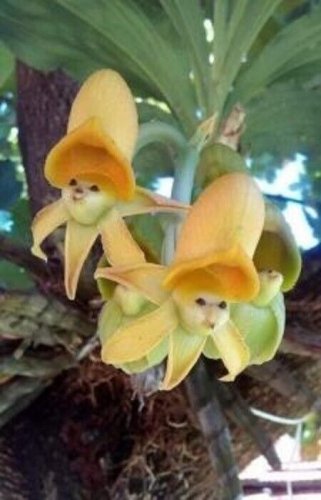 Yellow Face Sun Orchid Flower Exotic Tropical Houseplant 25 seeds
