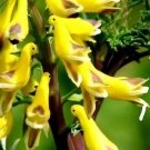 Yellow Bird Orchid Flower Exotic Tropical Houseplant 25 seeds