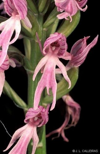 Naked Man Orchid Flower Exotic Tropical Houseplant 150 seeds