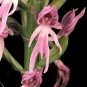 Naked Man Orchid Flower Exotic Tropical Houseplant 150 seeds