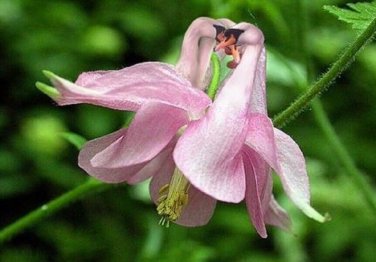 Pink Swan Orchid Flower Exotic Tropical Houseplant 10 seeds