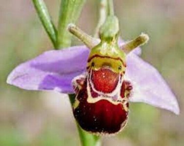 Bee Orchid Flower Ophrys Apifera Exotic Tropical Houseplant 10 seeds