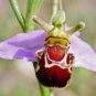 Bee Orchid Flower Ophrys Apifera Exotic Tropical Houseplant 10 seeds