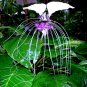 White Bat Orchid Flower Exotic Tropical Houseplant 10 seeds