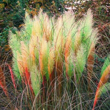 Green Red Yellow Pampas Grass seeds 200 seeds