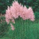 Light Pink Pampas Grass seeds 200 seeds