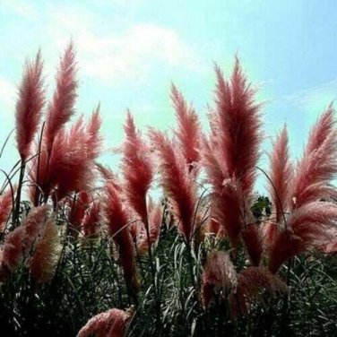 Red Pampas Grass Perennial Flowering Garden Plant 200 seeds