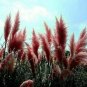 Red Pampas Grass Perennial Flowering Garden Plant 200 seeds