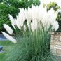 White Pampas Grass seeds 200 seeds