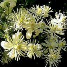 Travelers Joy Clematis Beautiful Flowers Gardening 25+ seeds