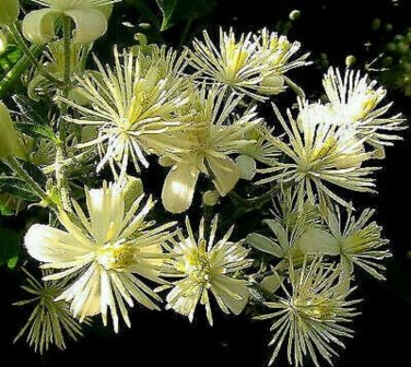 Travelers Joy Clematis Beautiful Flowers Gardening 25+ seeds