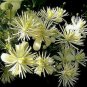 Travelers Joy Clematis Beautiful Flowers Gardening 25+ seeds