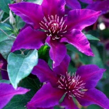 Purple Pink Clematis Beautiful Flowers Gardening 25+ seeds