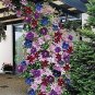 Mixed Colors Clematis Beautiful Flowers Gardening 25+ seeds