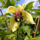 Yellow Clematis Beautiful Flowers Gardening 25+ seeds