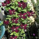 Burgundy Clematis Beautiful Red Wine Flowers Gardening 25+ seeds