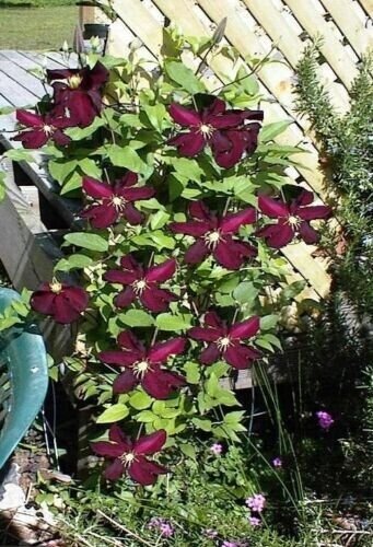 Burgundy Clematis Beautiful Red Wine Flowers Gardening 25+ seeds