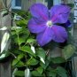 Purple Clematis Beautiful Flowers Gardening 25+ seeds