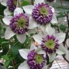 White Purple Clematis Beautiful Flowers Gardening 25+ seeds