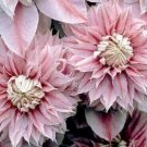 Double Light Pink Clematis Beautiful Flowers Gardening 25+ seeds