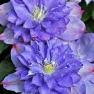 Double Purple Clematis Beautiful Flowers Gardening 25+ seeds