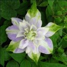 Purple Green Clematis Beautiful Flowers Gardening 25+ seeds