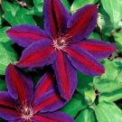 Purple Red Clematis Beautiful Flowers Gardening 25+ seeds