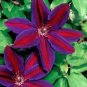 Purple Red Clematis Beautiful Flowers Gardening 25+ seeds