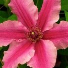 Bright Pink Clematis Beautiful Flowers Gardening 25+ seeds