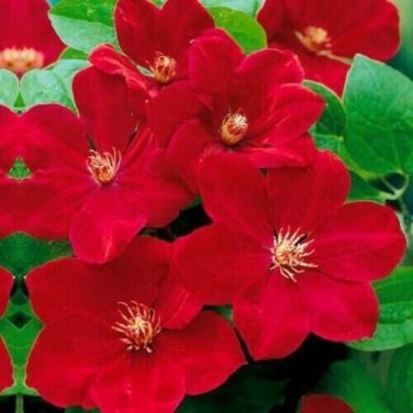 Red Clematis Beautiful Flowers Gardening 25+ seeds