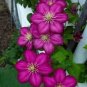Magenta Clematis Beautiful Deep Pink Flowers Gardening 25+ seeds