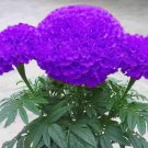 Purple Marigold Flowers Beautiful Easy To Grow Garden 25+ seeds