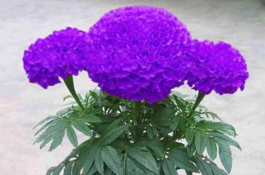 Purple Marigold Flowers Beautiful Easy To Grow Garden 25+ seeds