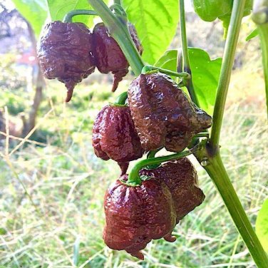 Chocolate Carolina Reaper Chili Pepper World Record Hot Peppers Food 25+ seeds