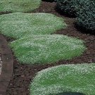 Irish Moss Ground Cover- Garden- Landscape 200 seeds