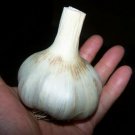 German Giant Garlic X-Large Edible Vegetable Garden Seasonings Huge 25+ seeds