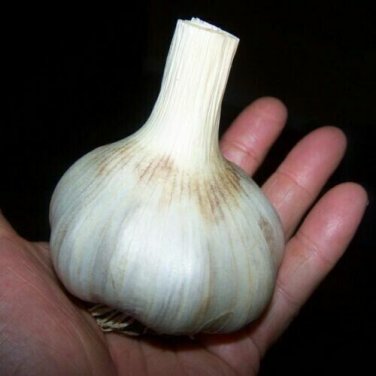 German Giant Garlic X-Large Edible Vegetable Garden Seasonings Huge 25+ seeds