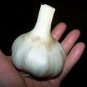 German Giant Garlic X-Large Edible Vegetable Garden Seasonings Huge 25+ seeds