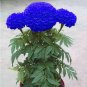 Blue Marigold Flowers Easy To Grow Garden 25+ seeds