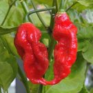 Ghost Pepper Red Bhut Jolokia World Record Hot Peppers 25 seeds