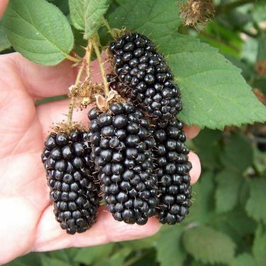 Blackberry Giant Size Sweet & Juicy Mouth Watering Blackberries Huge 100+ seeds