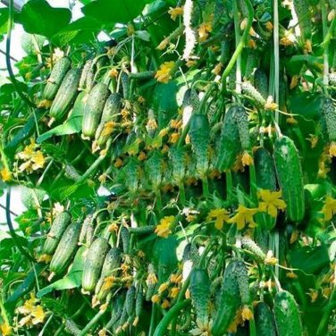 Cucumber Titus 45 Days Pickling Vegetable Food Garden Large 25 seeds