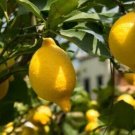 Lemon Organic Nongmo Fruit Citrus Trees Garden Planting 5 seeds
