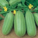 Barese Italian Cucumbers Heirloom Burpless Thin Skinned Vegetable Garde 25 seeds