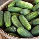 Carolina Cucumbers 55 Days Harvest Hybrid Cucks Pickling Slicing Plant 25 seeds