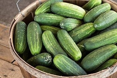 Carolina Cucumbers 55 Days Harvest Hybrid Cucks Pickling Slicing Plant 25 seeds