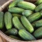 Carolina Cucumbers 55 Days Harvest Hybrid Cucks Pickling Slicing Plant 25 seeds