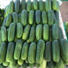 Kentucky Cucumbers Quick Harvest Of 52 Days Cucks Vegetable Garden Pla 25+ seeds