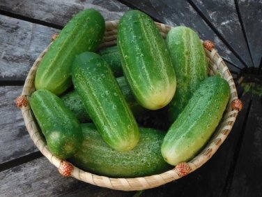 Louisiana Cucumbers Southern Vegetable Garden Planting Cukes Pickling 25+ seeds