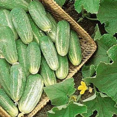 Picklebush Cucumbers 4-5"" Cucks Hybrid Pickling 52 Days Harvest 25 seeds